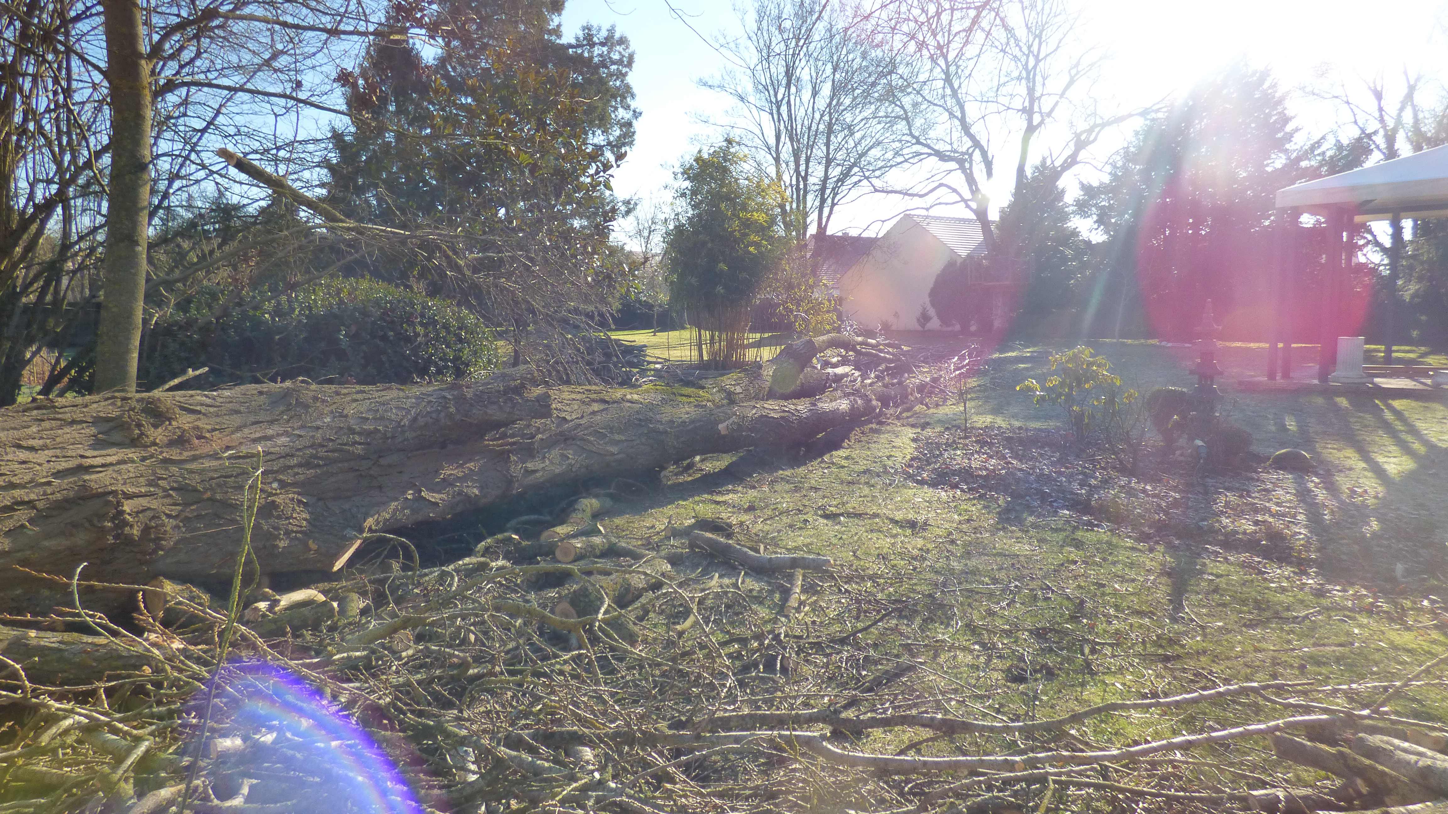 elagage abattage peuplier La Houssay en brie 7710